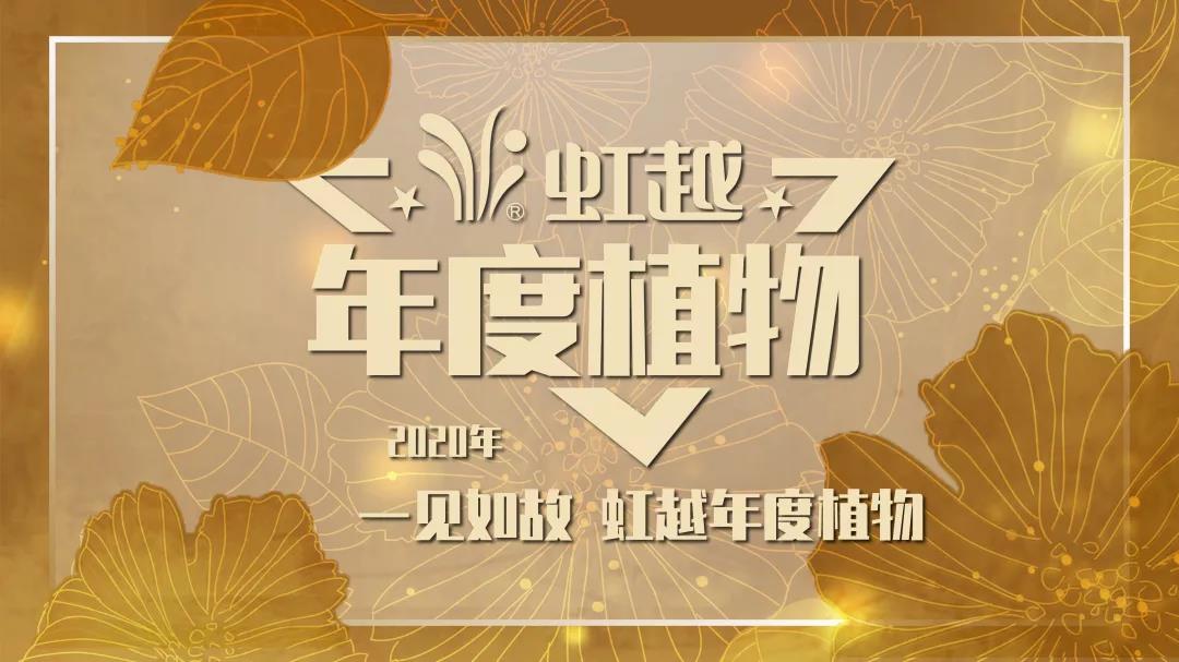 你好哇，2020赢彩吧859cc年度植物！