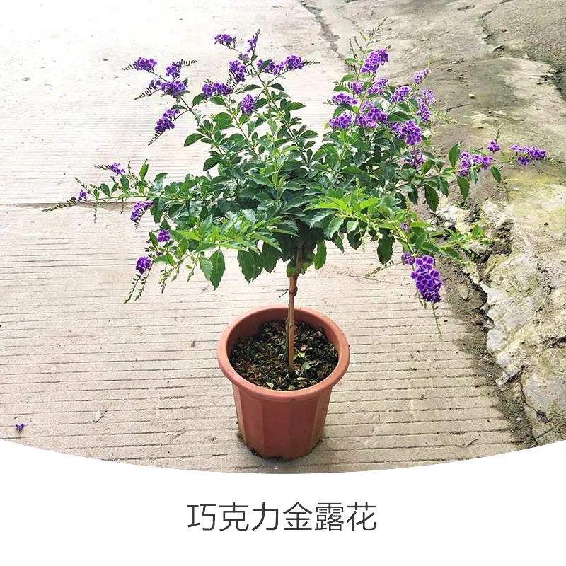 金露花 | 人世巧克力，着花时隔邻小孩要馋哭