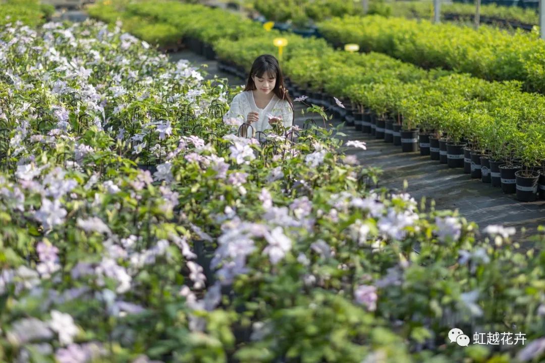 植物品种错版的两面价值 | 赢彩吧859cc视角