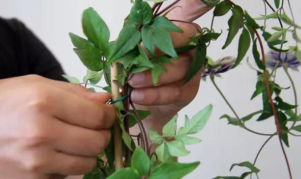 植物黄金生长季，怎样给小铁凹个美美的造型？且听潘师傅为你解说